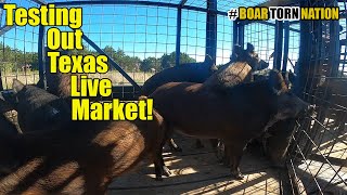 14 Hogs Trapped and Transferred Trying Out The Texas Live Market [upl. by Otis847]