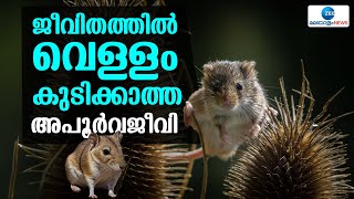 Kangaroo Rat  ജീവിതത്തിൽ വെള്ളമേ കുടിക്കാത്ത ഒരു ജീവിയെ പരിചയപ്പെടണോ ആ വിദ്വാനാണ് കംഗാരു റാറ്റ് [upl. by Ahtnama]