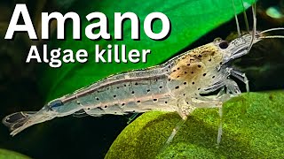 Ultimate Amano Shrimp Care guide for beginners Is Amano the best algae eater [upl. by Atiras720]