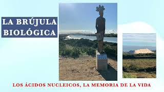 Vídeo 10 Los ácidos nucleicos memoria de la vida [upl. by Normy718]