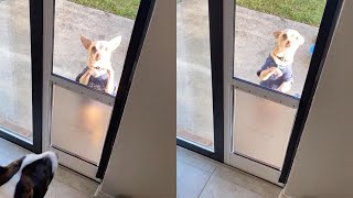 Chihuahua Cant Figure Out How To Use Dog Door [upl. by Ddene503]