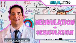 Embryology  Neurulation Vesiculation Neural Crest Cell Migration [upl. by Dachy]