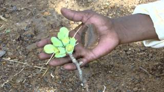 Indigenous Herbal Medicines used with Telia Kand Pankaj Oudhias Medicinal Plant Database9946 [upl. by Neral]