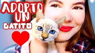 ADOPTAR UN GATO  ¡Nuestra historia [upl. by Missie597]