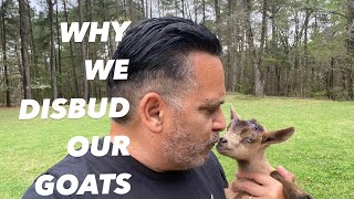 Why We Disbud Our Nigerian Dwarf Goats [upl. by Katy696]