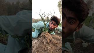 Magical Water💦for Plant growth😂 part11millonveiws viralvideo treeshorts faisalcreationshorts [upl. by Chauncey]