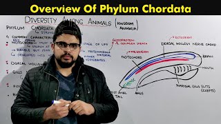 Phylum Chordata General Characteristics and Overview of Chordates [upl. by Abbotsen]