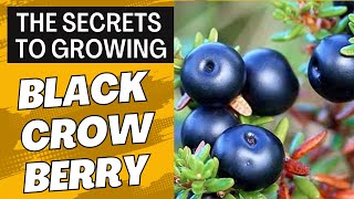 The Secrets to Growing Black Crowberry  Discover the Joy of Growing Black Crowberry Made Easy [upl. by Carson]