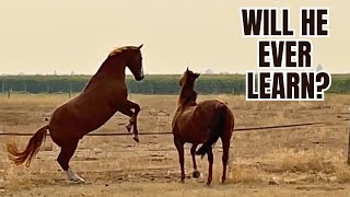 ExSTALLION protects his herd HORSE learns herd behavior [upl. by Niloc351]