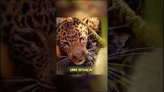 LEOPARDO PEDIU AJUDA PARA O GAROTO curiosidades fatoscuriosos vocesabiadisso leopardo [upl. by Cynthea]