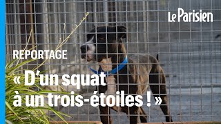 Près de 250 chiens et chats obligés de quitter le plus vieux refuge de la SPA [upl. by Suitangi]