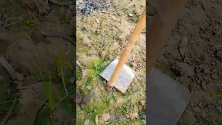 Natural agriculture short video beach travel agriculture shorts viralvideo [upl. by Irolav]