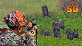 TOP 50 WILD BOAR SHOTS MOST EXCITING HUNTING SCENES hunting hog [upl. by Ahsinot]