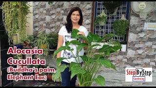 How to grow and care Alocasia Cucullata plantAlocasia Chinese Taro Buddhas Palm [upl. by Abebi]