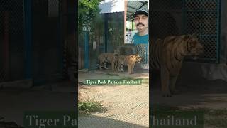 Tiger Park Pattaya Thailand ytshorts tiger tigerparkpattaya [upl. by Aleuname957]