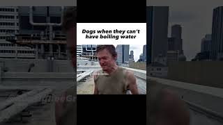 Dogs dog meme thewalkingdead [upl. by Anileda]