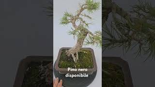 Kikka di pino nero in vaso bonsai spedizione in tutta Europa bonsai japan [upl. by Sirromal968]