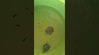 Turtle daily routine turtle redearedslider ytshorts shorts care petman [upl. by Story963]