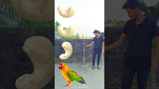 Rounding cashew nut to Duck Peacock Pigeon amp Parrot  Birds names magic video [upl. by Pulcheria]