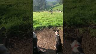 Sheepdog training musterdogs bordercollie sheepdog workingdog [upl. by Ceciley67]