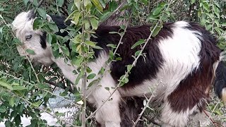 Goat baby  Goat baby Eating leafs [upl. by Odyssey]