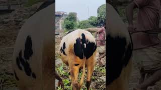 Superb 😎😎😎😎 dog football doglover love pets cow cowvlogsbd bull dogowner zaziravlogbd [upl. by Gnav]