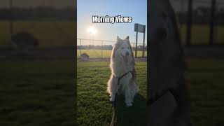 Huskies LOVE the Park [upl. by Arza]