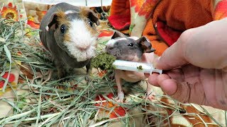 Rudi The Cutest Baby Skinny Pig [upl. by Olathe]