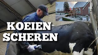 Waarom worden de koeien vóór de winter geschoren  Boer Gerrit vlogt [upl. by Annairol]