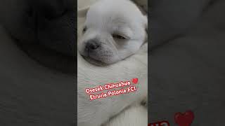 Szczenięta CHIHUAHUA ❤️ Hodowla Etruria Polonia FCI ❤️ WWWETRURIAPL chihuahua dog puppy cute [upl. by Nnylsoj291]