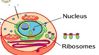 Cytoplasmic organelles I [upl. by Llatsyrc]