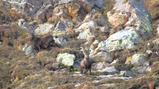 Caccia allo Stambecco in val Calanca Ibex Hunting [upl. by Eicnan]