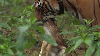 Tiger Hunts Lone Baby Deer  BBC Earth [upl. by Bard]