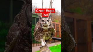 Giant eagle owl running owl shortvideo shorts youtubeshorts [upl. by Ahtelat]