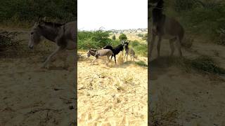 donkeys masti karte huvyshortsfeed animals donkey pets youtubeshorts [upl. by Carr]