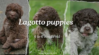 Lagotto Romagnolo puppies 4 to 6 weeks old [upl. by Anigue]