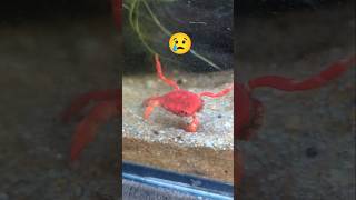 My Crab lost his 5 Legs animal crab fish pets nature [upl. by Cohla346]