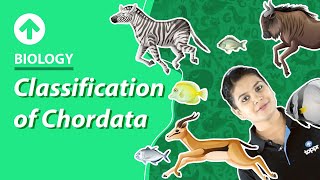 Classification of Chordata  Biology [upl. by Enrol]