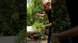 تقليم و تشكيل و زراعة نبتة قطر الندى Pruning and Growing Aptenia [upl. by Crudden813]