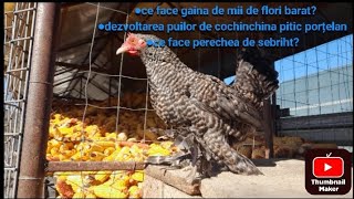 am scos cochinchina pitic porțelan la iarba🐓 [upl. by Maddock]