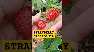 Strawberry California strawberry gardening shortsyoutube [upl. by Ahseekan398]