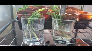 How to propagate Rosemary cuttings in water [upl. by Gow]