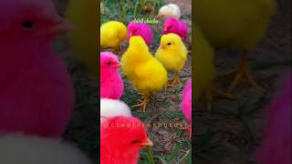 Colorful chicks chirpingBaby chicken colorfulchick cuteanimals birds youtubeshorts [upl. by Sirtemed]