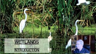 Wetlands Introduction  L101 [upl. by Bradshaw]