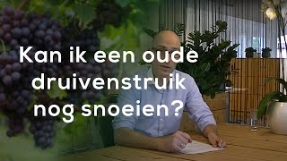 Tuinvraag quotKan ik een oude druivenstruik nog snoeienquot [upl. by Shelburne]