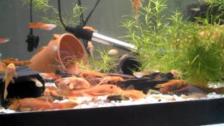 Super Reds and guppies eating Repashy [upl. by Ailaza]