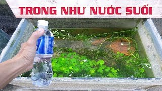 CÁCH ĐỂ HỒ CÁ 7 MÀU TRONG NHƯ NƯỚC SUỐI  Túc Thịnh [upl. by Eelarat342]