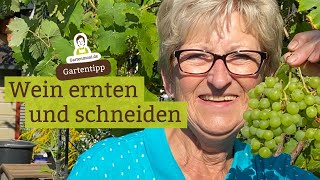 Weintrauben ernten  Wann schneide ich den Wein zurück [upl. by Yelrak]