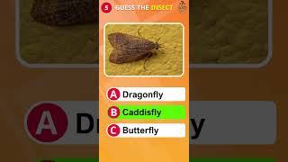 Can You Guess the INSECT InsectQuiz shorts quiz [upl. by Nottus]