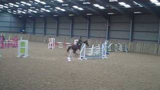 Showjumping Stallion  Extreem van de bresser [upl. by Charteris]